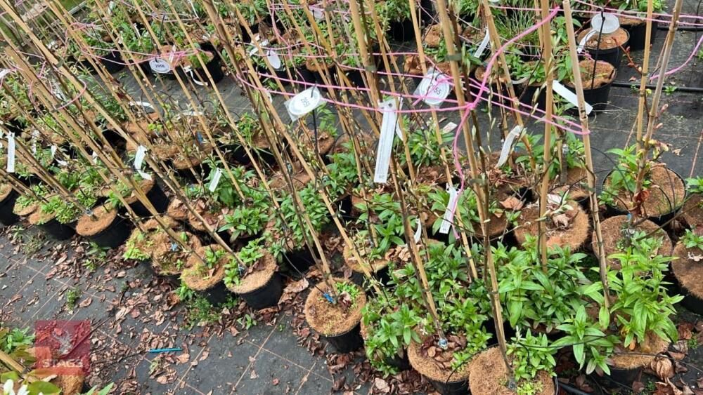 4 AMELANCHIER CANADENSIS RAINBOW PILLAR