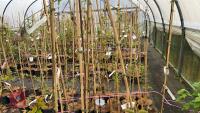 3 BETULA FETISOWII TREES - 4