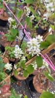 4 AMELANCHIER GRANDIFLORA - 4