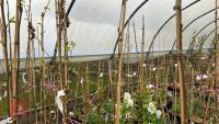 4 BETULA UTILIS 'GRAYSWOOD GHOST' BIRCH - 2