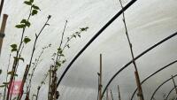 4 BETULA UTILIS 'GRAYSWOOD GHOST' BIRCH - 3