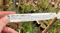 4 BETULA UTILIS 'GRAYSWOOD GHOST' BIRCH - 4