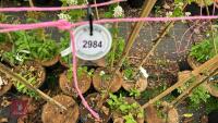 4 BETULA UTILIS 'GRAYSWOOD GHOST' BIRCH - 5