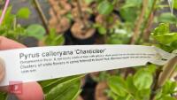 4 PYRUS CALLERYANA CHANTICLEER PEAR - 3