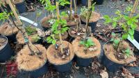 4 PYRUS CORDANA PLYMOUTH PEAR TREE - 2