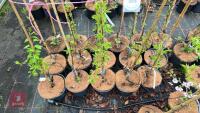 5 PYRUS CARDATA PLYMOUTH PEAR TREES