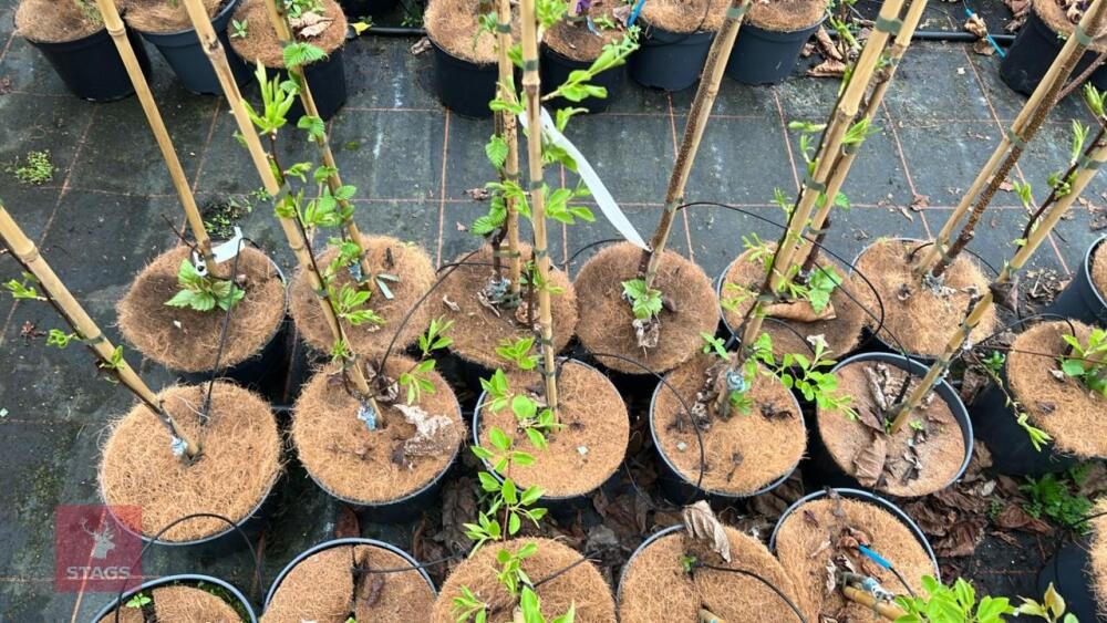 5 PYRUS CARDATA PLYMOUTH PEAR TREES