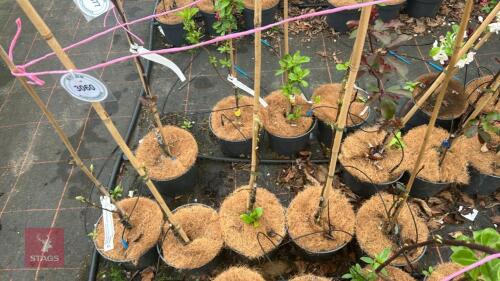 5 TAMAR HARVEST PEAR TREES