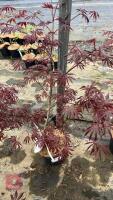 1 ACER PALMATUM 'TRAMPENBURG' TREES