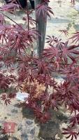 1 ACER PALMATUM 'TRAMPENBURG' TREES - 3