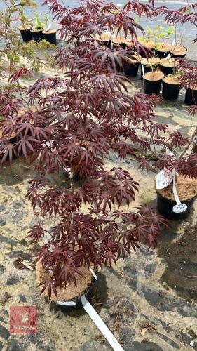 1 ACER PALMATUM 'TRAMPENBURG' TREES