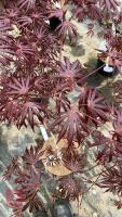 1 ACER PALMATUM 'TRAMPENBURG' TREES - 4