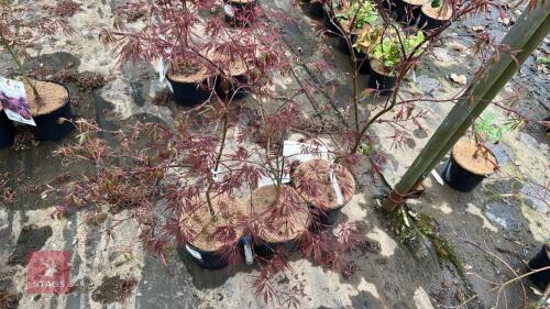 3 ACER PALMATUM GARNET TREES