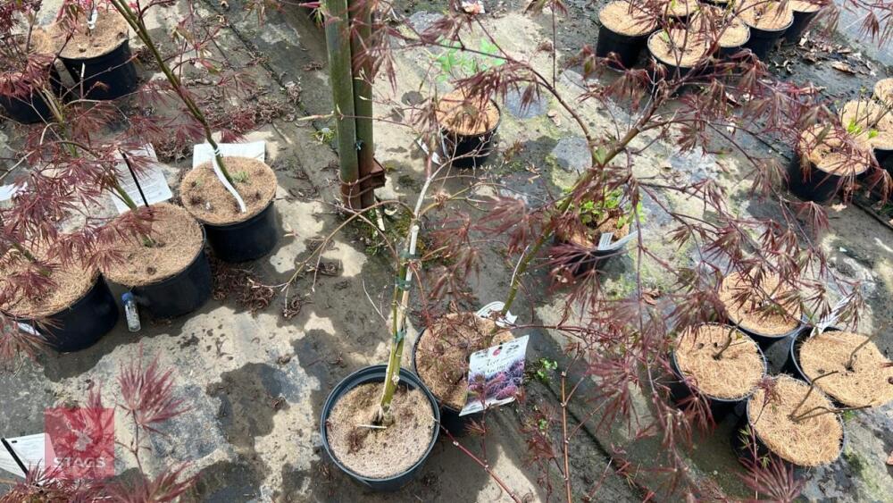 2 ACER PALMATUM GARNET TREES