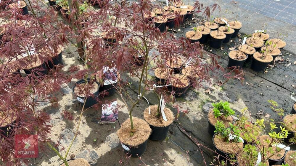 2 ACER PALMATUM GARNET TREES