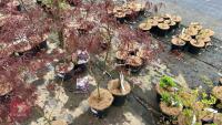 2 ACER PALMATUM GARNET TREES