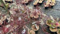 2 ACER PALMATUM GARNET TREES - 2