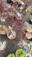 2 ACER PALMATUM GARNET TREES - 4