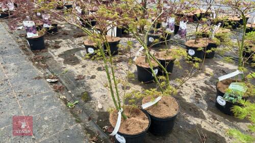 2 ACER PALMATUM DISSECTUM EMERALD LACE