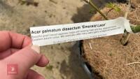 2 ACER PALMATUM DISSECTUM EMERALD LACE - 3