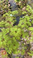 1 ACER PALMATUM DISSECTUM EMERALD LACE - 3