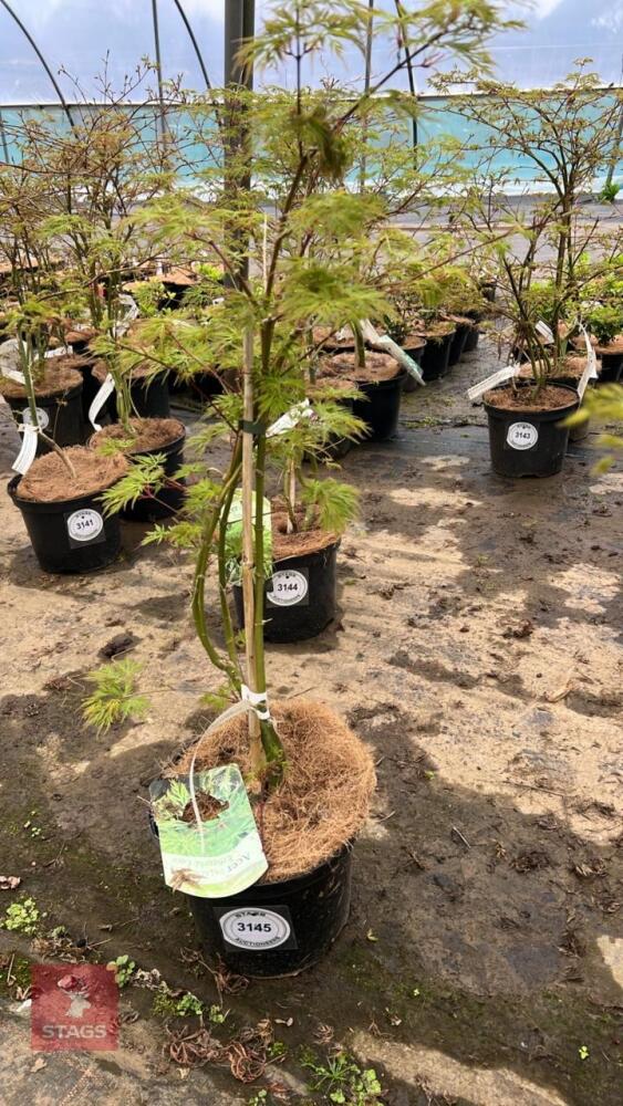 1 ACER PALMATUM DISSECTUM EMERALD LACE