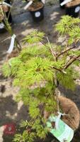 1 ACER PALMATUM DISSECTUM EMERALD LACE - 2