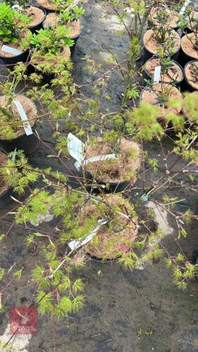 2 ACER PALMATUM DISSECTUM EMERALD LACE