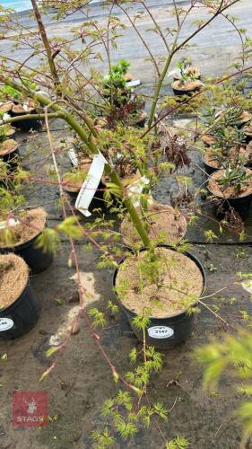 2 ACER PALMATUM DISSECTUM EMERALD LACE