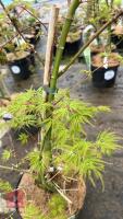 1 ACER PALMATUM DISSECTUM EMERALD LACE - 3