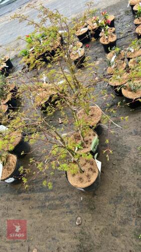 3 ACER PALMATUM DISSECTUM EMERALD LACE