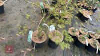 2 ACER PALMATUM DISSECTUM EMERALD LACE - 6