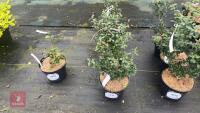 4 ILEX CRENATA 'CAROLINE UPRIGHT'