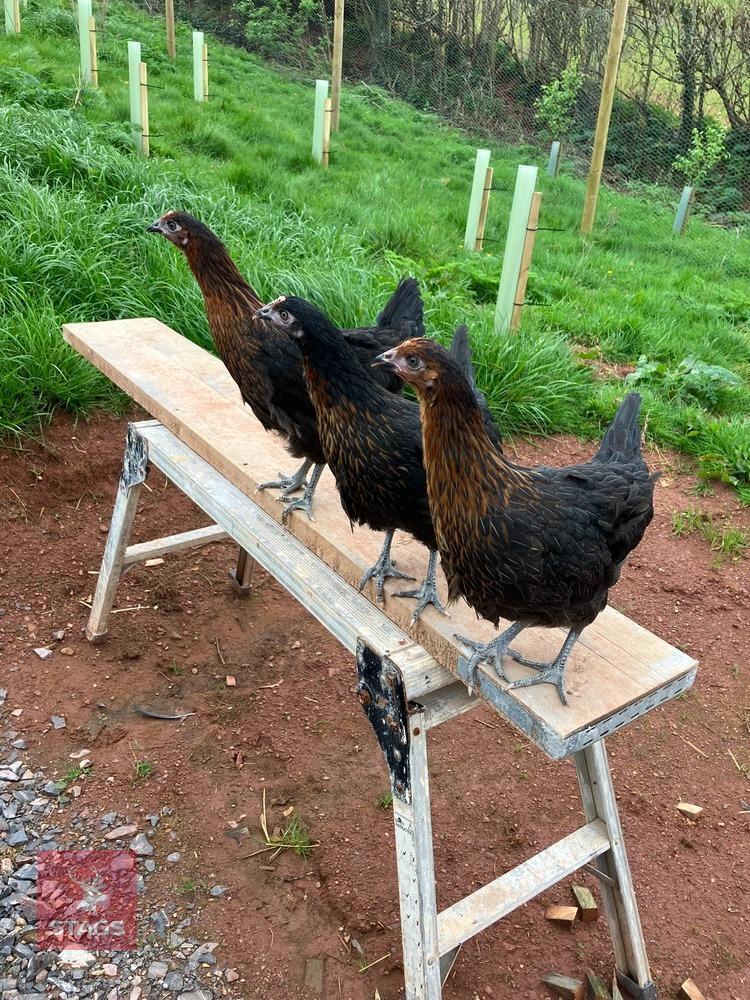 3 COPPER BLACK POINT OF LAY HENS