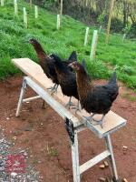 3 COPPER BLACK POINT OF LAY HENS