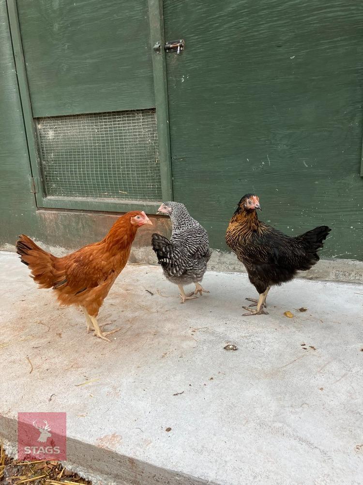 3 POINT OF LAY MIXED BREED HENS