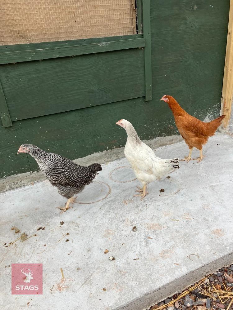 3 POINT OF LAY MIXED BREED HENS