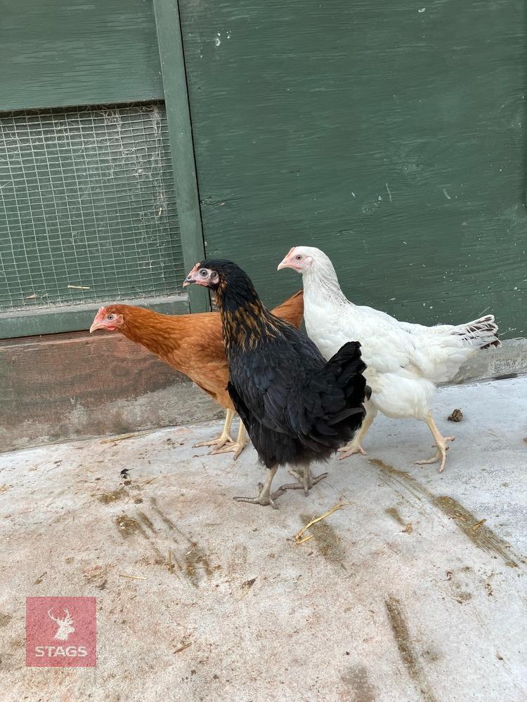 3 POINT OF LAY MIXED BREED HENS