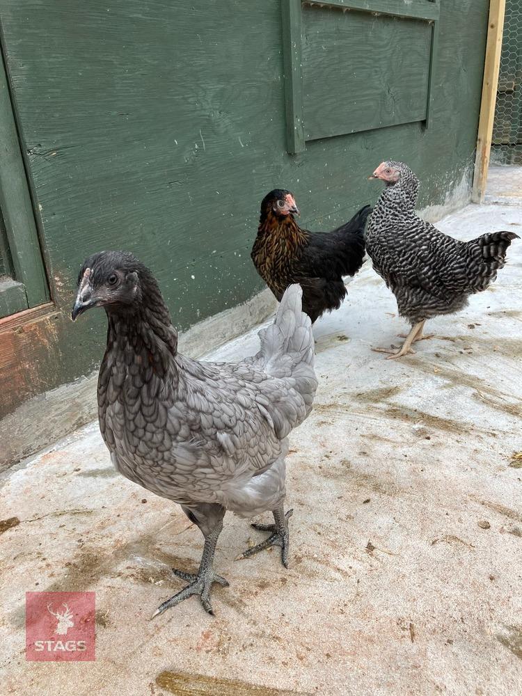 3 POINT OF LAY MIXED BREED HENS