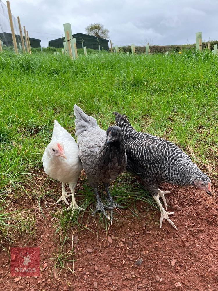 3 POINT OF LAY MIXED BREED HENS