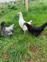 3 POINT OF LAY MIXED BREED HENS