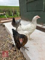 3 POINT OF LAY MIXED BREED HENS