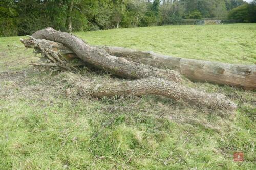 LARGE SEASONED TREE TRUNK