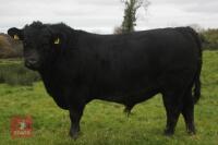 CHRISTON JUBILEE ERIC Y108 BULL