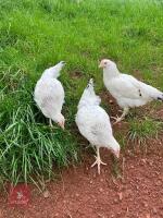 3 LIGHT SUSSEX POINT OF LAY HENS