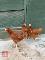 3 COLUMBIAN BLACK TAIL POINT OF LAY HENS