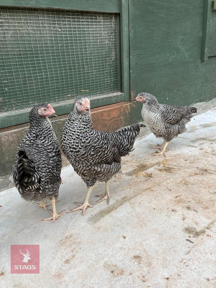 3 SPECKLEDY POINT OF LAY HENS