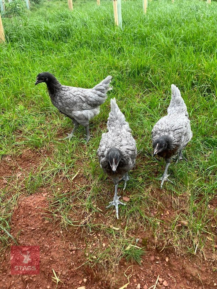 3 BLUE BELLE POINT OF LAY HENS