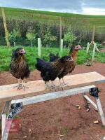 3 RHODE ROCK POINT OF LAY HENS