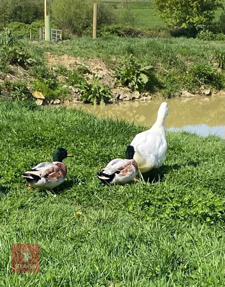 MALE ABACOT CALL DUCK